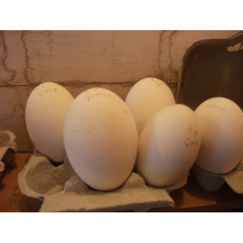 GOOSE EGGS FROM LARGE WHITE FARMYARD GEESE.